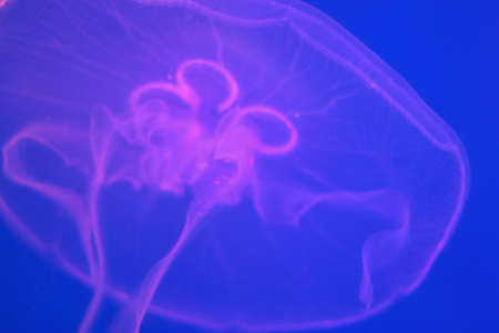 Transparent moon jellyfish close-up on a blue background with purple lighting.の写真素材
