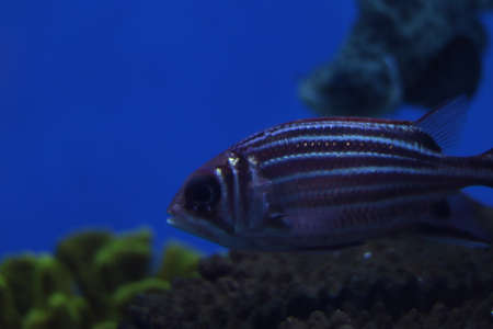 Beautiful striped fish with white lines on the body. Side view close up. Blue blurred background. Free space for text and content on blue backgroundの写真素材