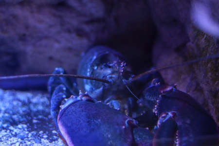 Dark crab in blue light at the bottom of the ocean. Close up portrait with bokeh effect. Free space for textの写真素材