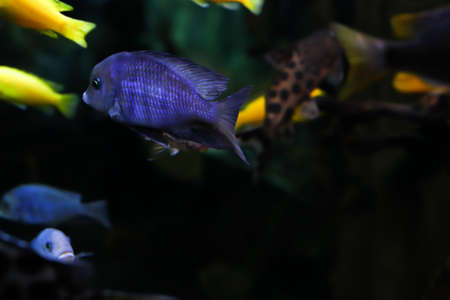 Blue shining fish side view. Bokeh with blur. The fish is swimming side ways on a black background. Oceanic flora and faunaの写真素材