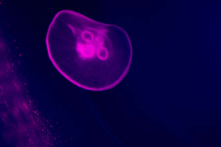 Transparent moon jellyfish close-up on dark blue background. Purple lighting, copy space for text about marine and ocean lifeの写真素材