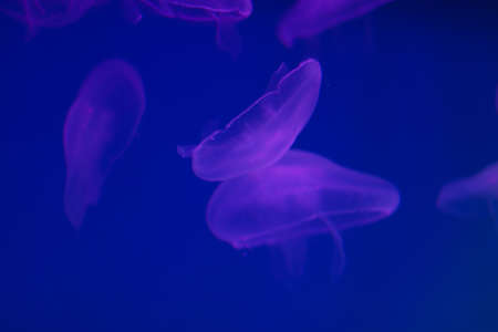Several purple jellyfish on a blue background in the lighting. Copy space