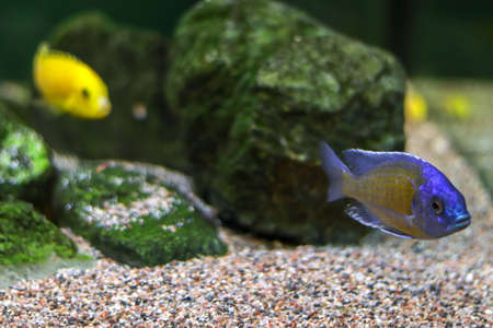 Small blue fish swims along bottom of ocean or aquarium, followed by a yellow fish in blur. Side view with free copy space for textの写真素材