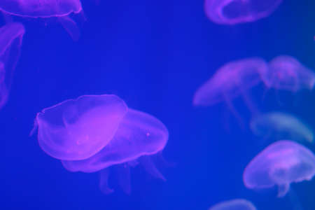 Several purple jellyfish close-up on a blue background in lighting. Copy spaceの写真素材