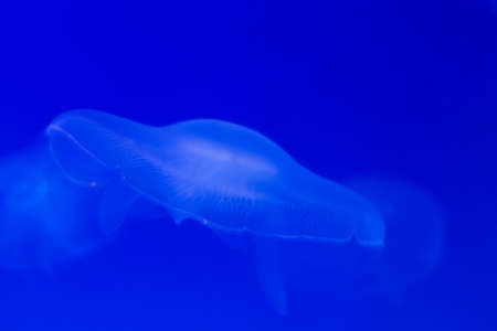 Blue light background. Transparent jellyfish underwater in the ocean close up. Free space for text and contentの写真素材