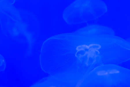 Transparent moon jellyfish close-up on a blue background with lightingの写真素材