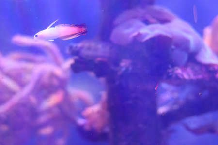Close-up bokeh portrait of small white and pink fish with blurry bright purple background with flora and fauna of ocean. Copy space next to interesting unusual fishの写真素材