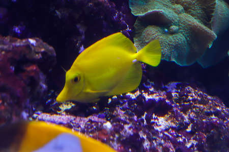 Big bright yellow close-up fish in the ocean. Side view of a fish swimming towards. Bokeh fish with blurry bright backgroundの写真素材