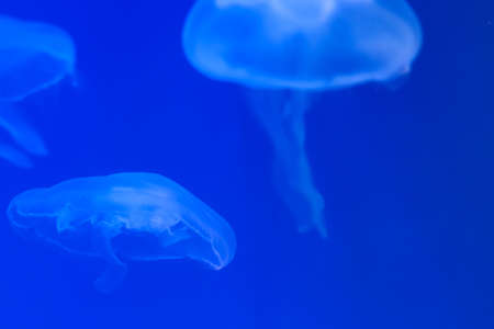 Tourism and underwater diving. Life in ocean. Moon jellyfish in ocean on light blue lighting background of water. Copy space around transparent jellyの写真素材