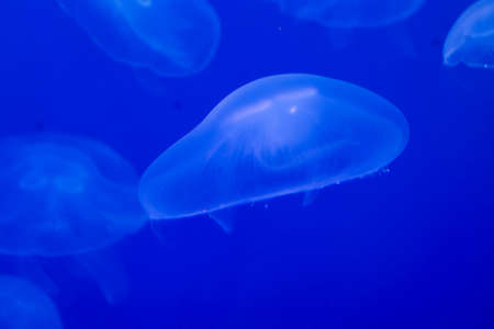 Blue lightened jellyfish in ocean on a light and bright background of water. Underwater life. Texture and background of the ocean. Tourism and underwater diving. Copy spaceの写真素材