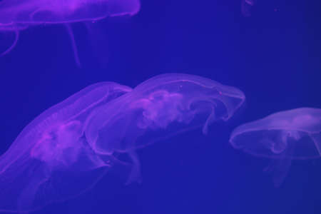 Several jellyfish in blue or purple backlight in the aquarium. Transparent jellyfish on a blue background. Free copy space.の写真素材