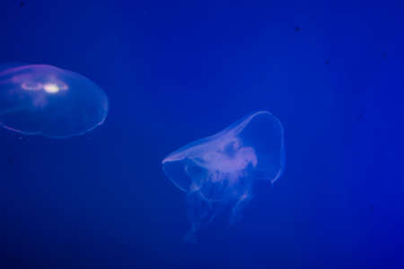 Jellyfish on blue ocean background with copy space. Underwater moon jellyfish.の写真素材
