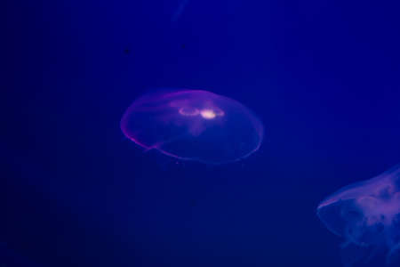 Transparent moon jellyfish close-up on a blue background with lighting.の写真素材