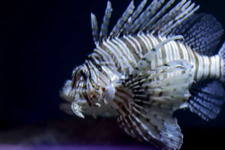 Huge scarry fish close-up. Exotic fish underwater with copy space.の写真素材