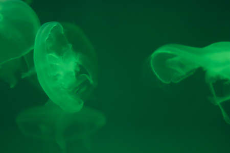 Moon Jellyfishes on Green Background with copy space.の写真素材