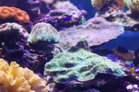 Plants and fish on ocean bottom. Underwater landscape. Marine background with copy space.の写真素材