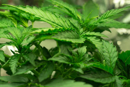 Hemp weed growing illustration. Cannabis plant close up photoの写真素材