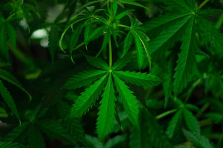 Leaves and blooming marijuana close-up. Growing organic cannabis. Drug use for medicineの写真素材