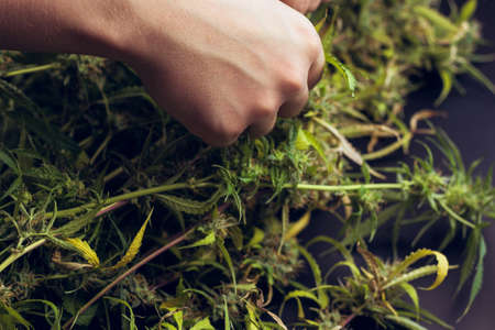 Harvest of marijuana. Trimming process. Man hand with cannabis and copy space.の写真素材