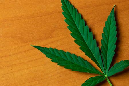 Cannabis leaf close-up top view. Weed marijuana plant flat lay with copy space.の写真素材