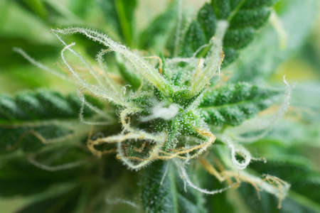 Research about cannabis medical use concept, marijuana plant macro photo. Weed science, thc crystals.の写真素材