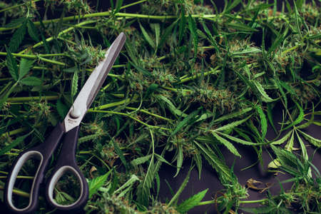 Scissors on cannabis plants with leaves top view. Trim and crop concept. Marijuana harvest. Weed industry.の写真素材