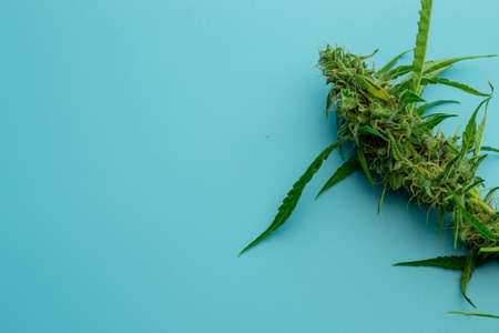 Medical cannabis or marijuana plant, background copy space.の写真素材