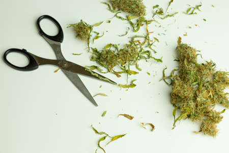 Cutting cannabis buds, crop marijuana plant. Top view desk with scissors and weed. White background, medical THC business.の写真素材