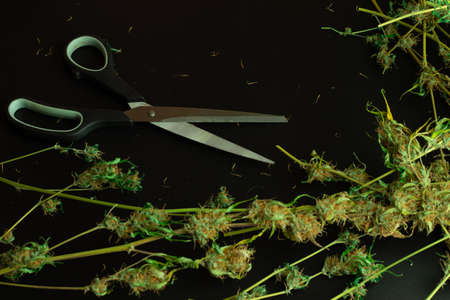 Scissors on black background with cannabis buds and plants. Top view and copy space. Medical marijuana business illustration.の写真素材