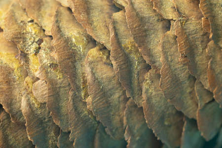 Wood Cone Texture background copy space. Textured backdrop.