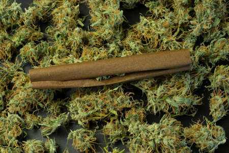 Cannabis rolled in blunt paper top view on marijuana buds background. Weed industry design.