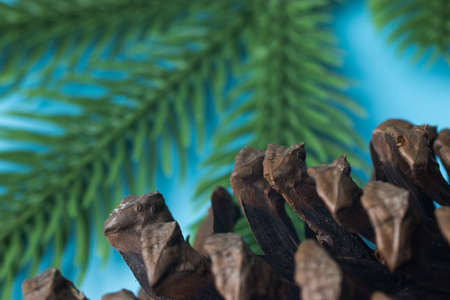 Winter season background with christmas tree branch. Copy space, New Year.の写真素材