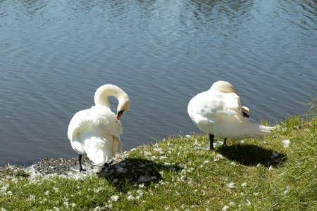 Two white swans stand by the lake and clean their feathers.の写真素材