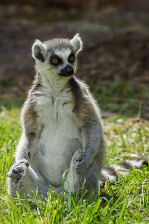 lemur catta   Ring Tailed Lemur 