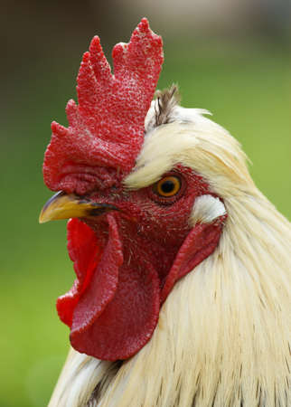 Profile Of Cockrel   Rooster