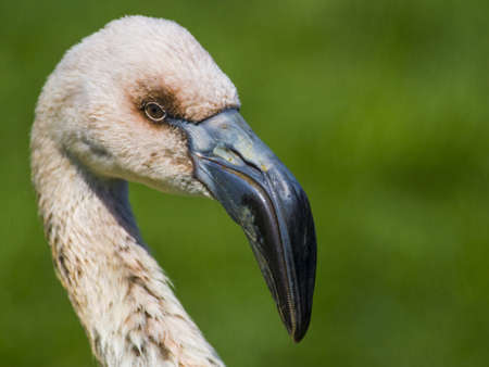 Juvenile Flamingo の写真素材