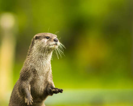 An oriental small-clawed otter の写真素材