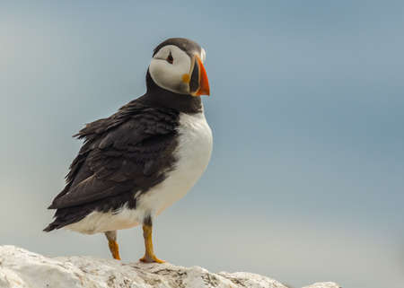 atlantic puffin   fratercula arcticaの写真素材