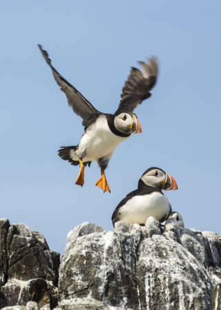 atlantic puffin   fratercula arcticaの写真素材