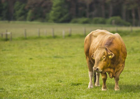 Limousin Bullの写真素材
