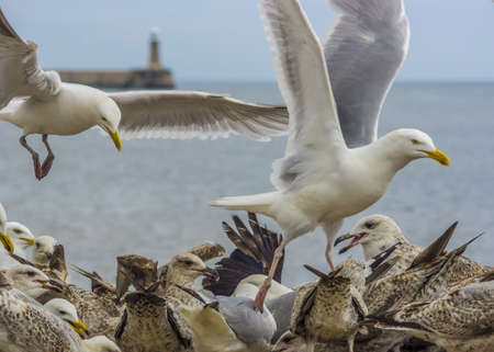 Flock Of Seagulls Feedingの写真素材