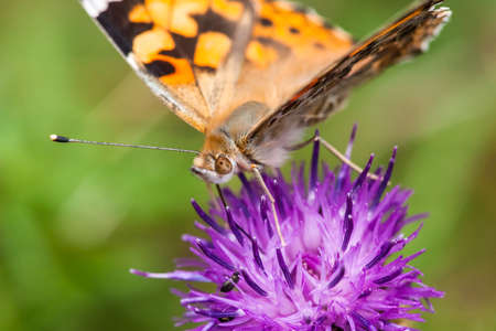 painted lady Butterfly   vanessa carduiの写真素材