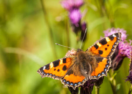 large tortoiseshell, blackleg tortoiseshell 