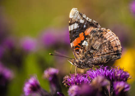 painted lady Butterfly   vanessa carduiの写真素材
