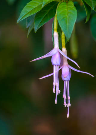 Purple fuchsia Flowers の写真素材