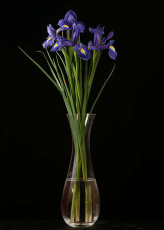 Purple Iris On Black Background
