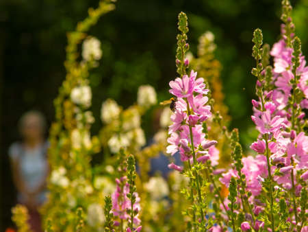 Retro Style  Photo Of A Summer Flower Garden