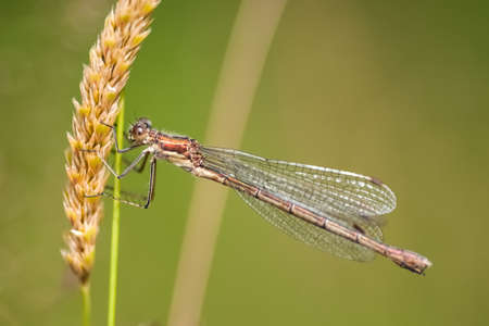 Damselfly : Enallagma cyathigerum