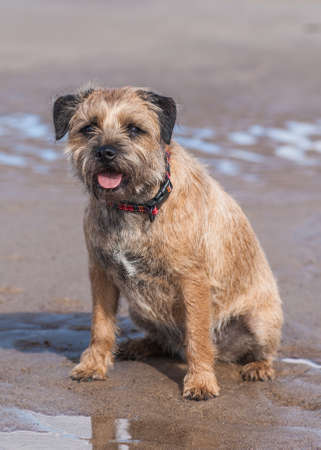 Border Terrier Dog
