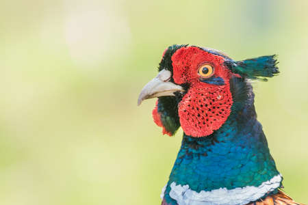 Male Pheasant  Phasianus colchicus In vivid breeding colours.の写真素材